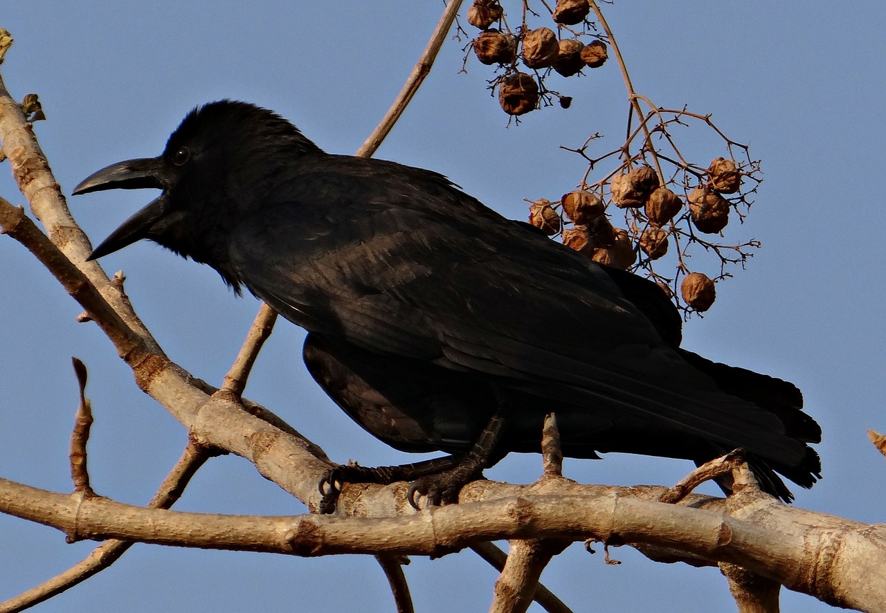 indian jungle crow corvus macrorhynchos large-billed crow free photo