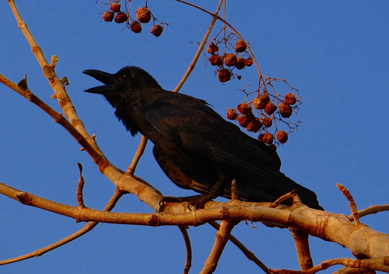 indian jungle crow corvus macrorhynchos large-billed crow free photo