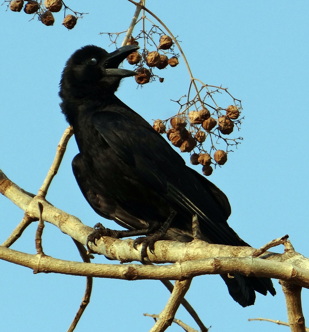 indian jungle crow eyelid shut corvus macrorhynchos free photo