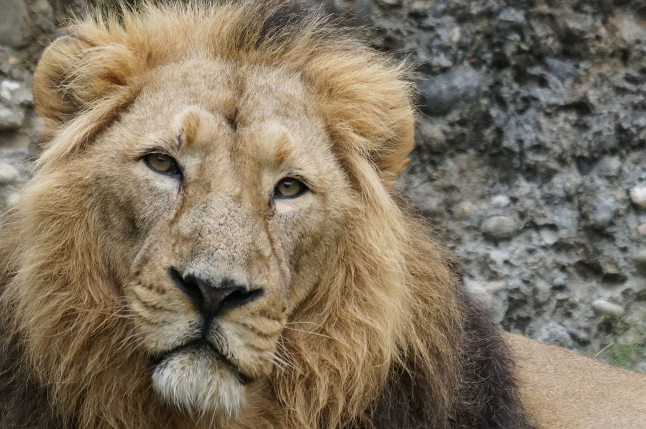 indian lion lion cat free photo