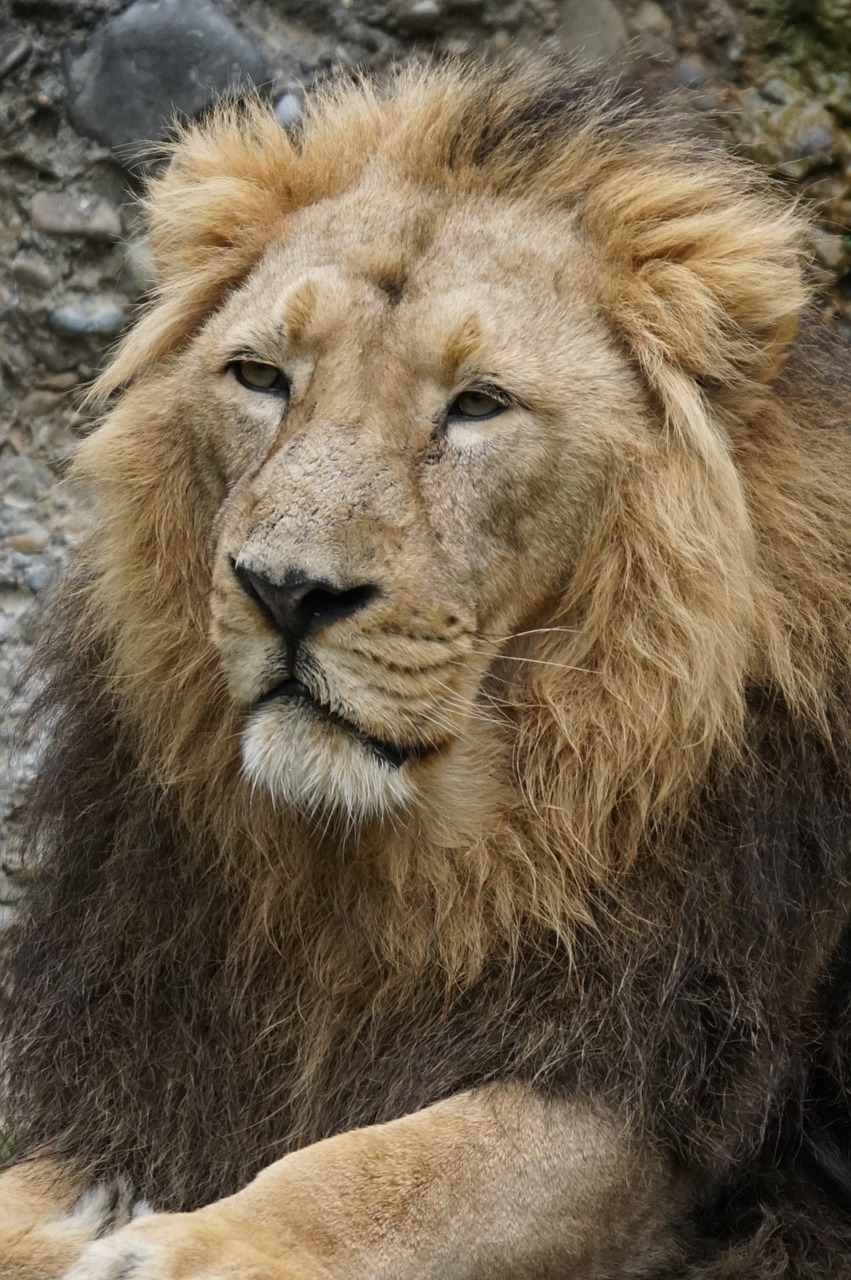 indian lion lion cat free photo