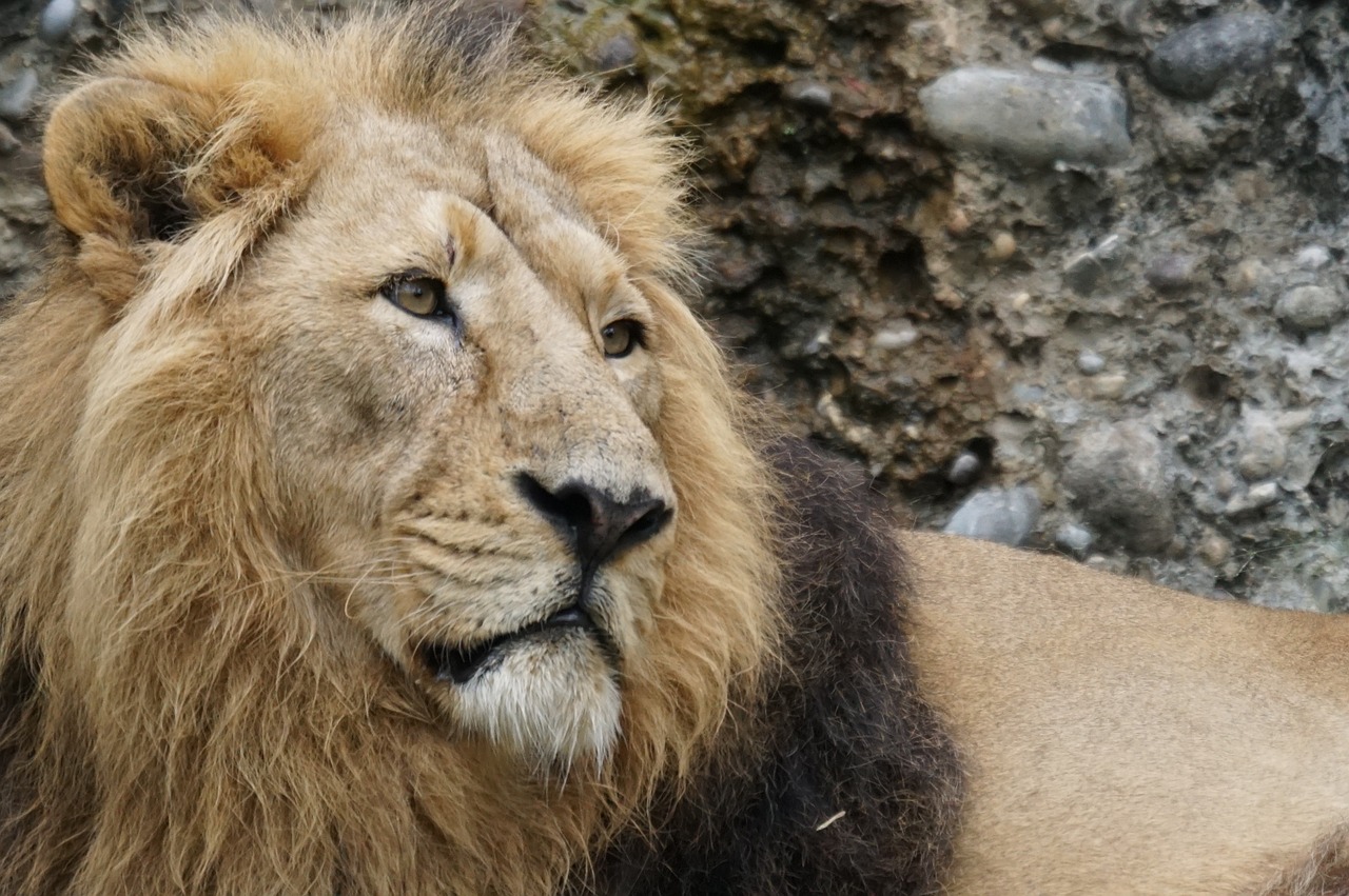 indian lion lion cat free photo