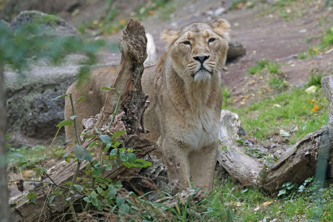 indian lion female predator free photo