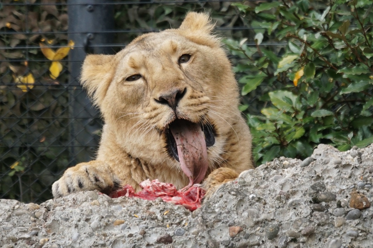 indian lion female predator free photo