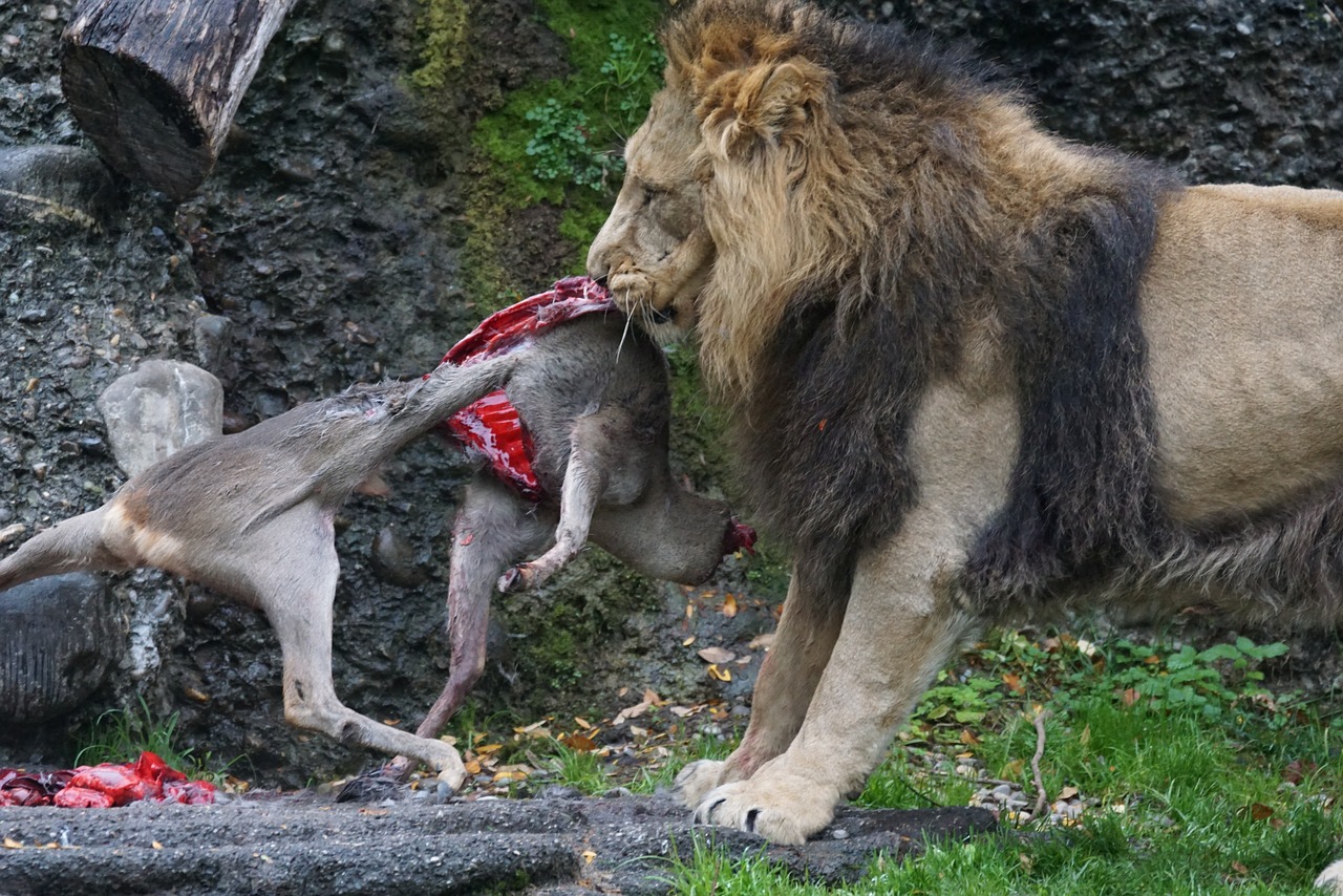 indian lion food eat free photo