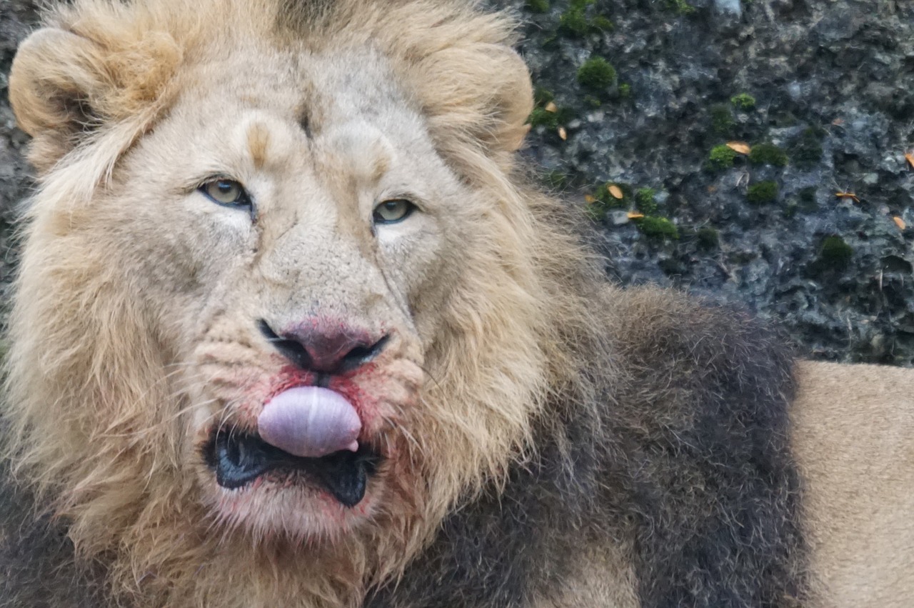 indian lion male predator free photo