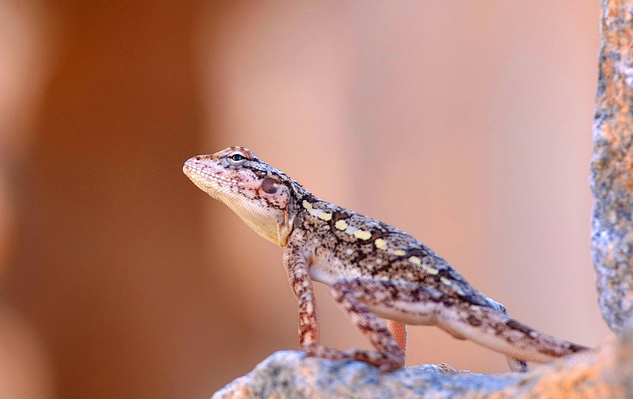 indian lizard lizard animal free photo