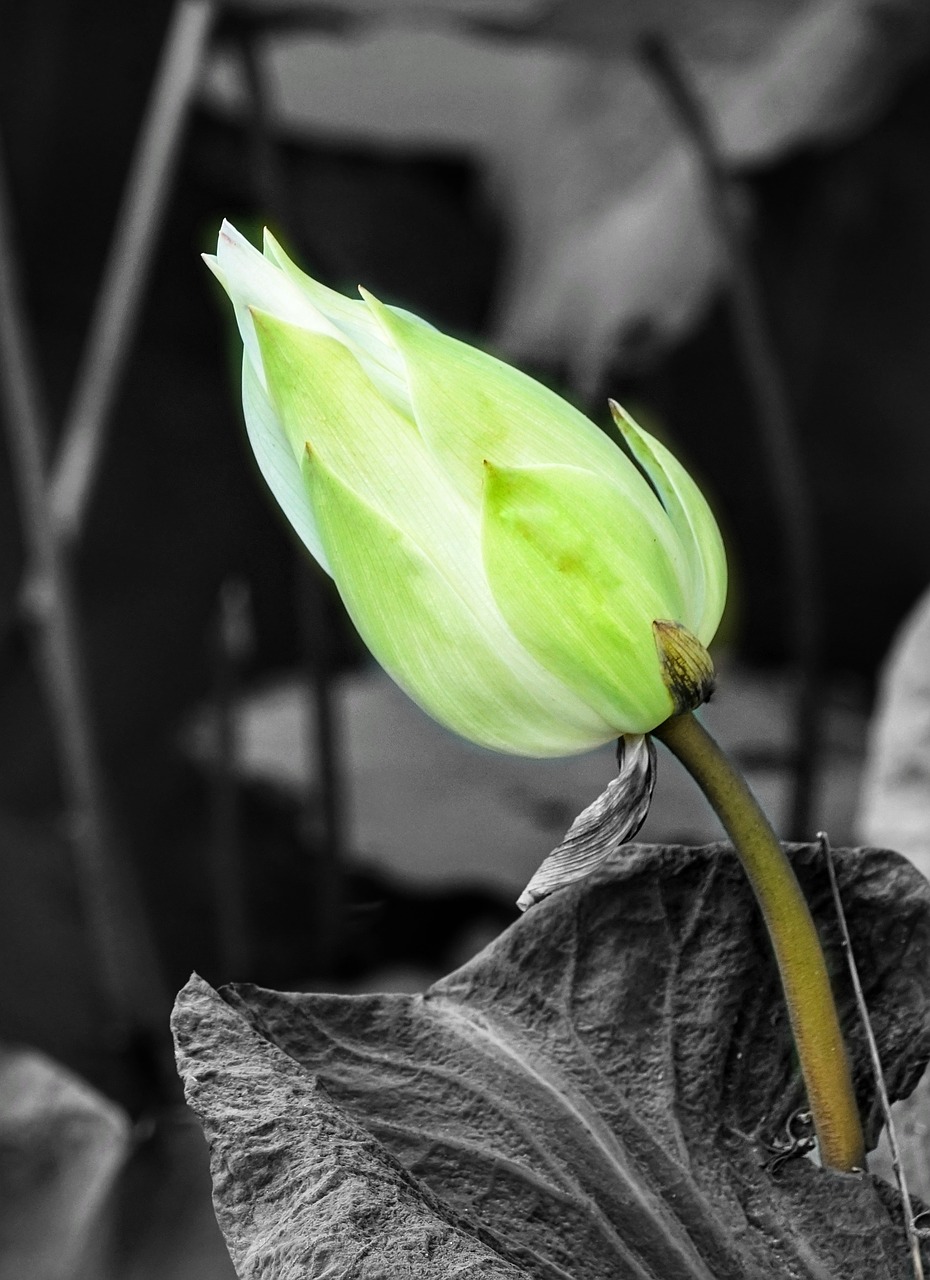 indian lotus  bud  lotus free photo