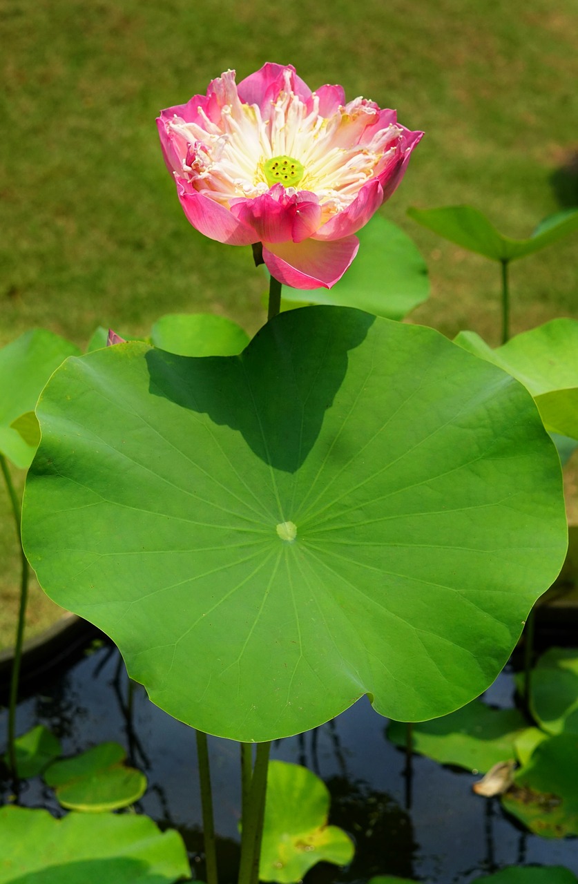 indian lotus  pink  open free photo