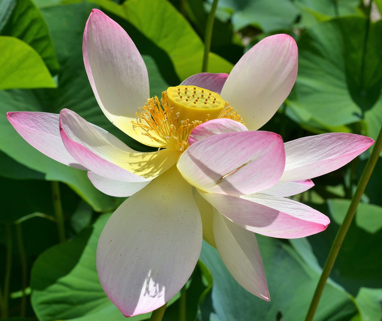 indian lotus flower nelumbo nucifera lotus free photo