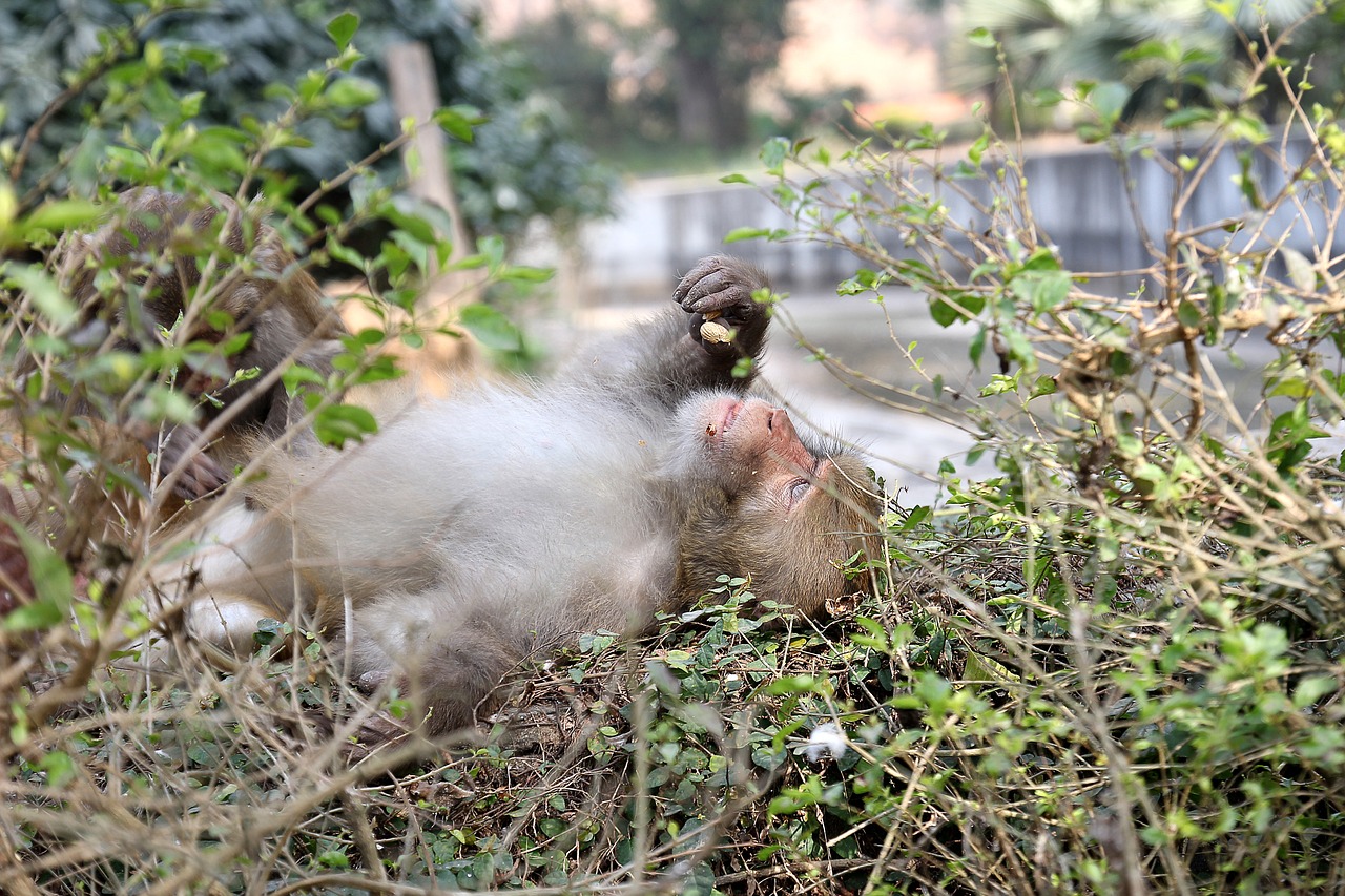 indian monkey macaque indian free photo