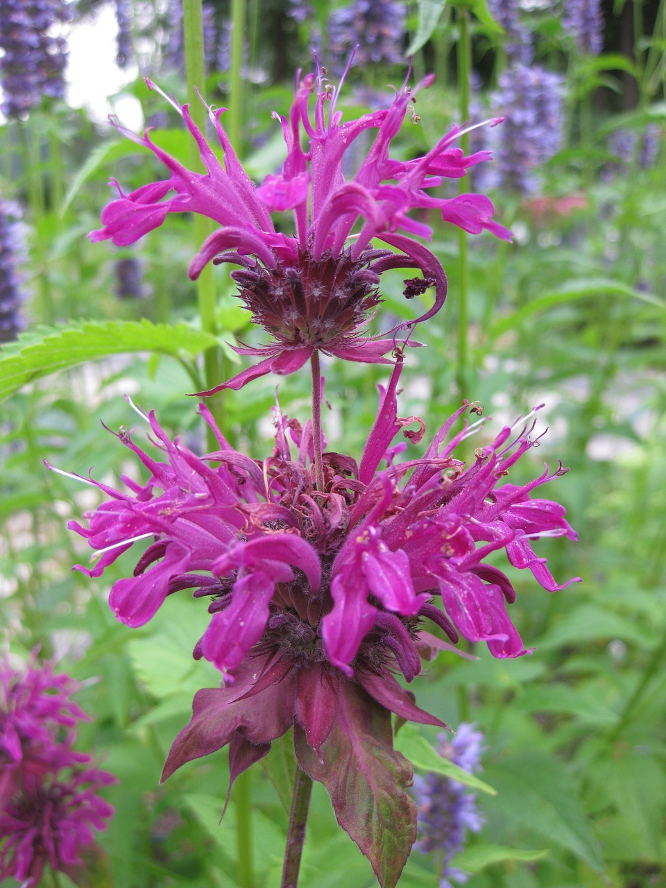 indian nettle plant nature free photo