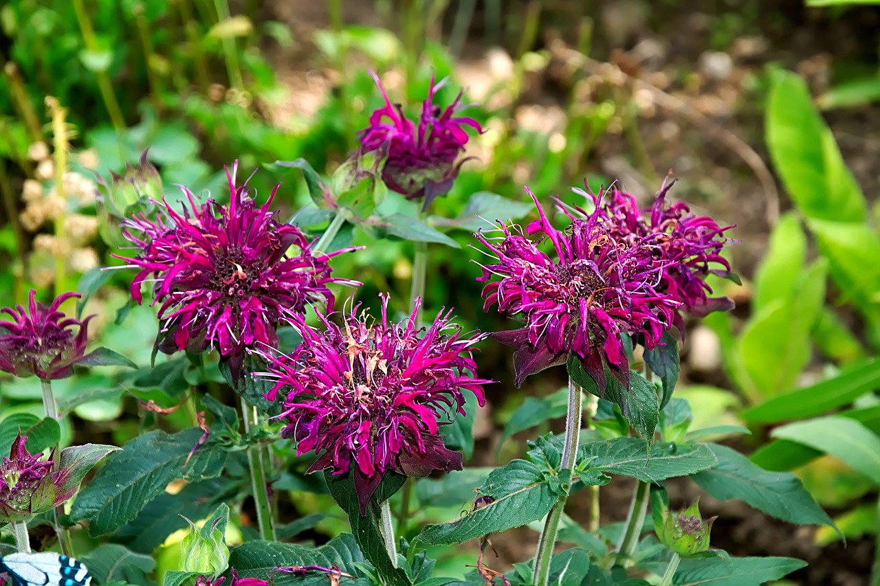 indian nettle violet monarda and than free photo