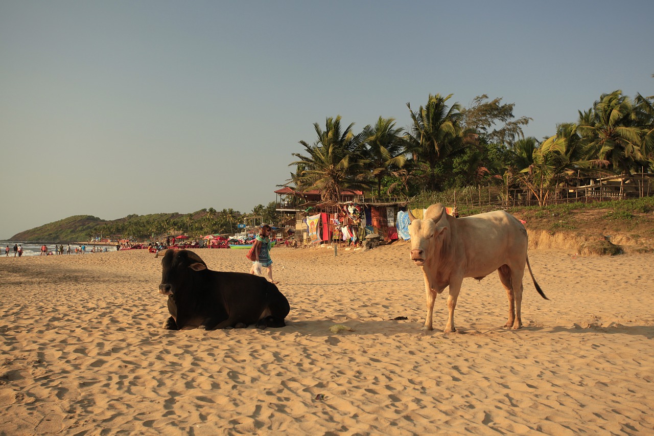 cows beach goa free photo
