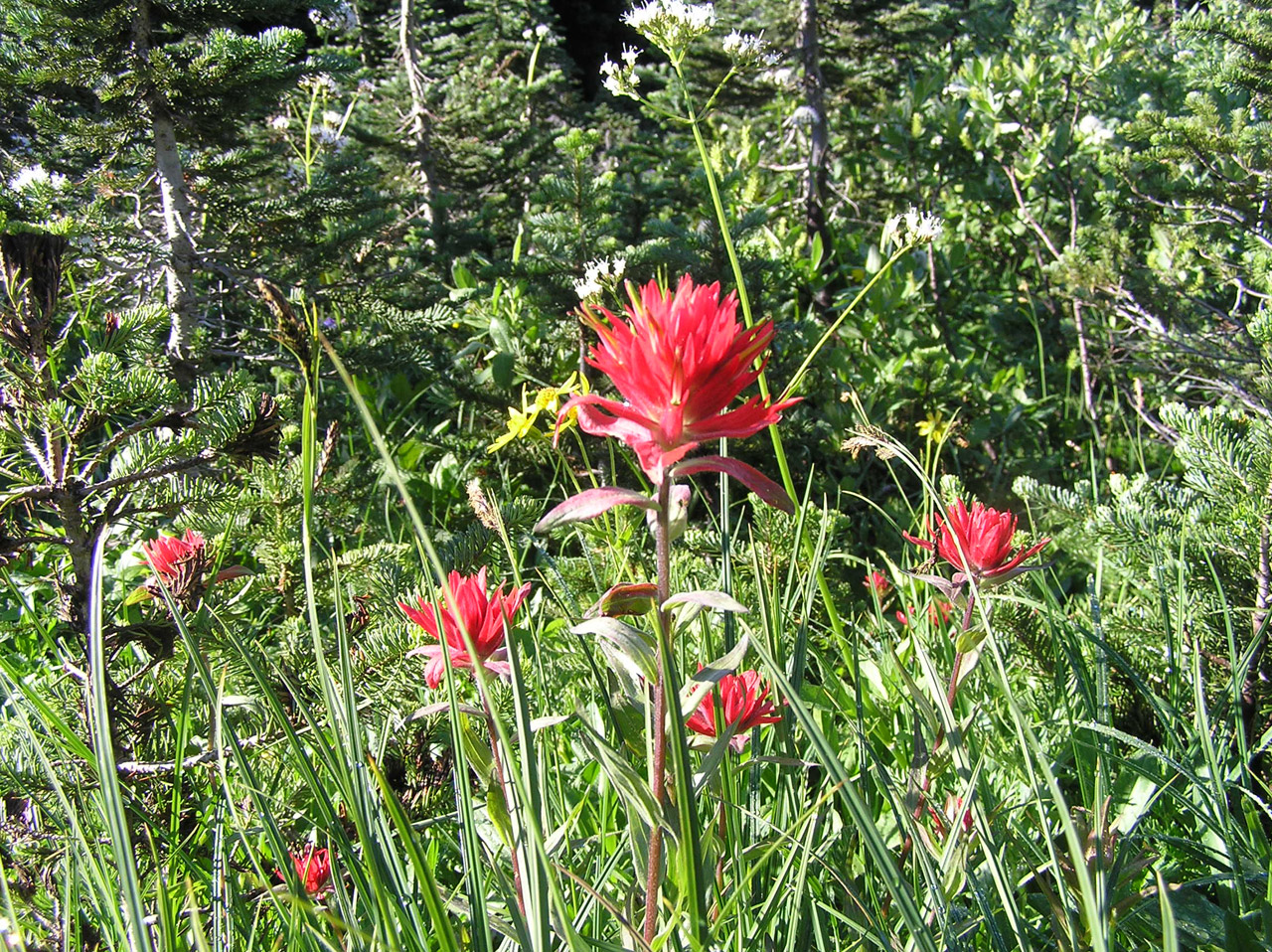 flowers alpine meadows free photo