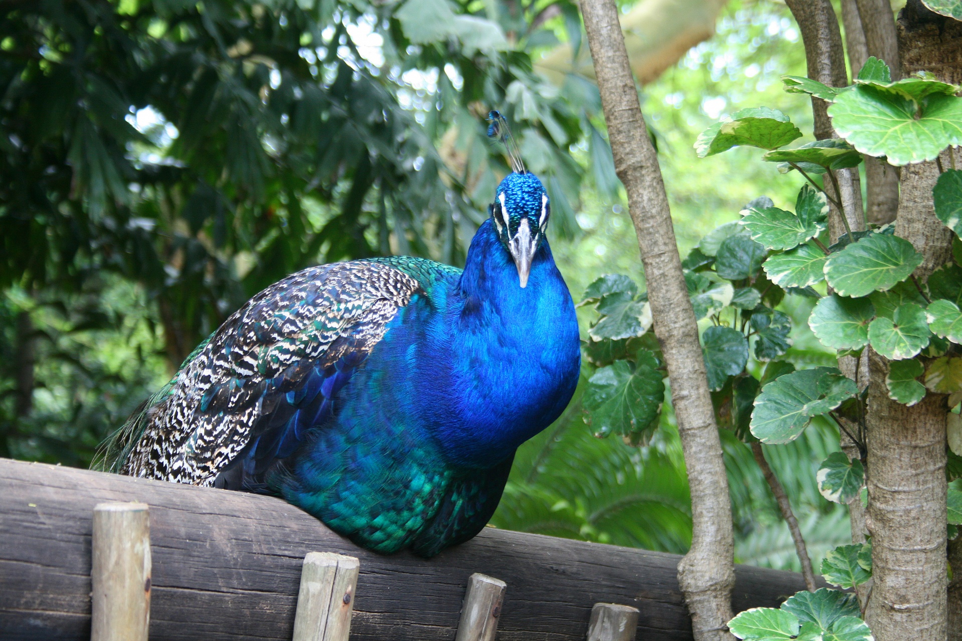 fowl bird peacock free photo