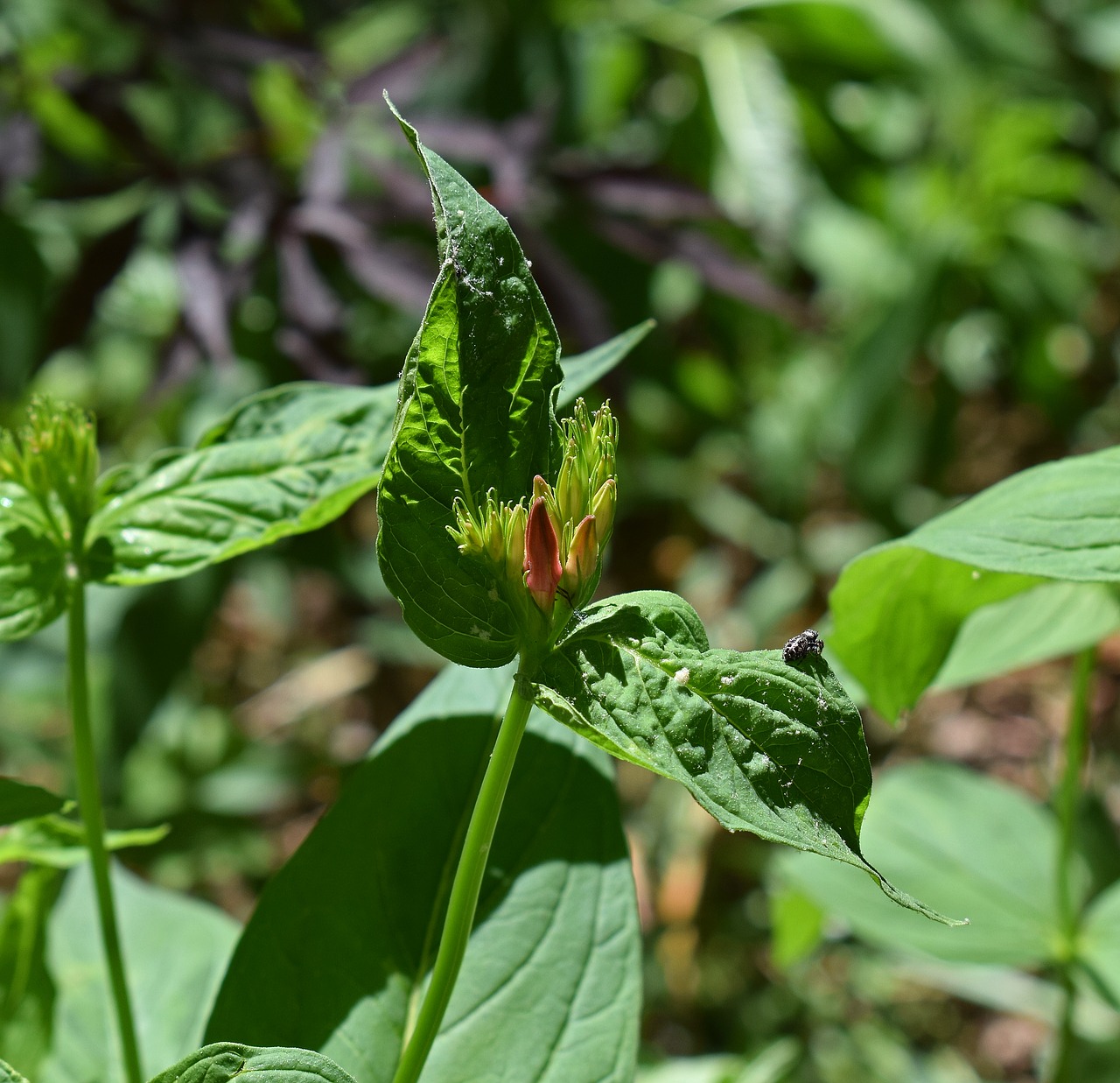 indian pink in bud wildflower spider free photo