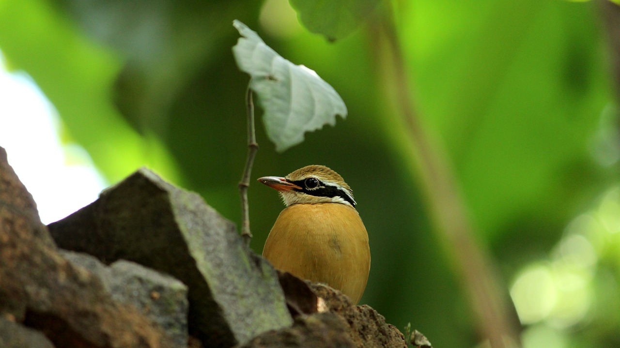 indian pitta  bird  avian free photo