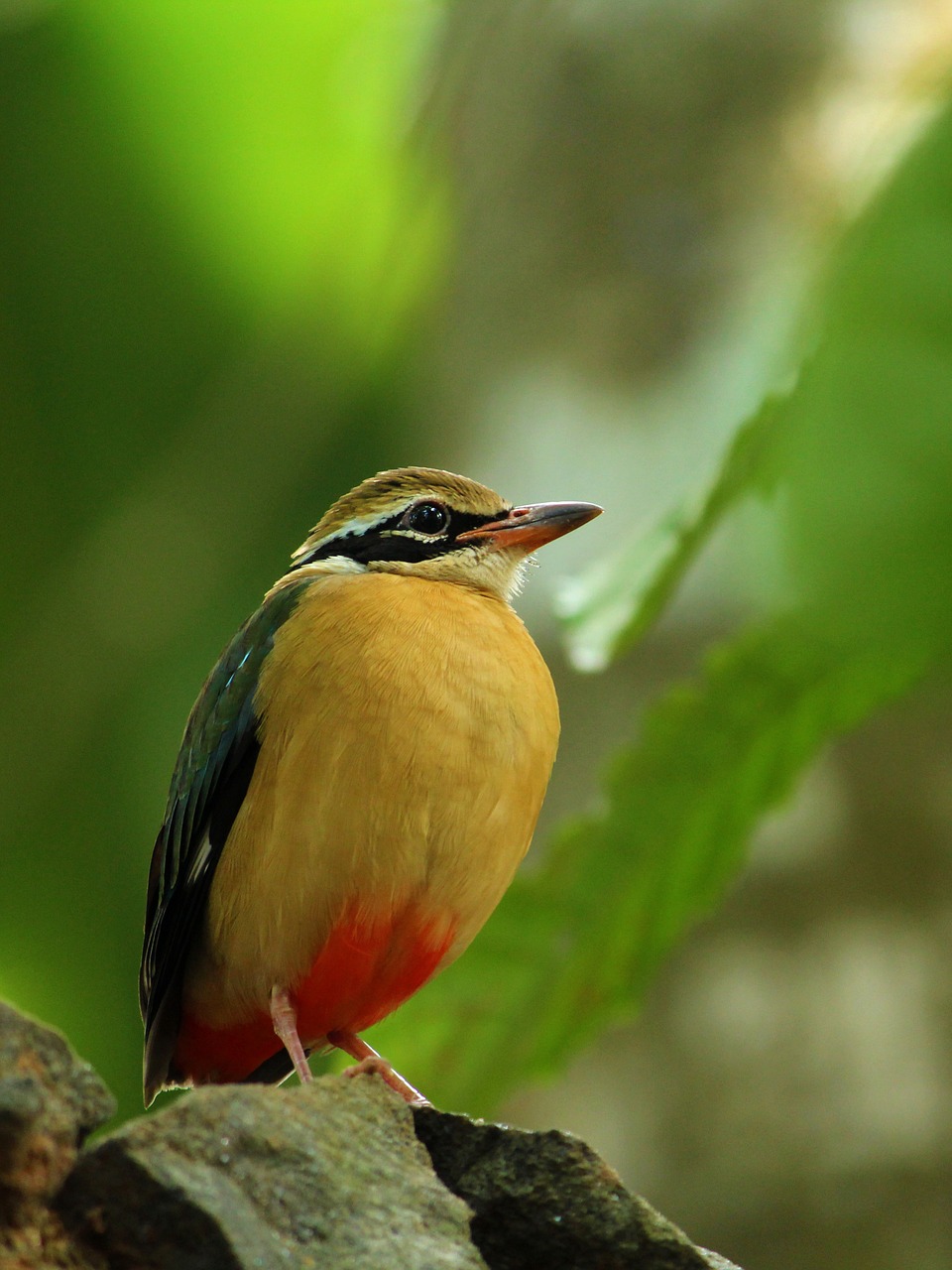 indian pitta  bird  avian free photo