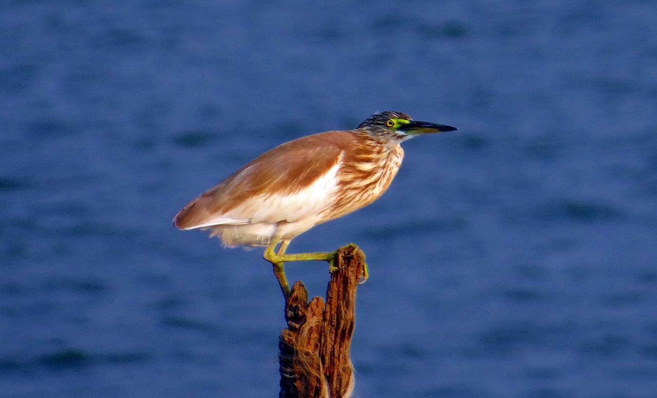 indian pond heron paddybird ardeola grayii free photo