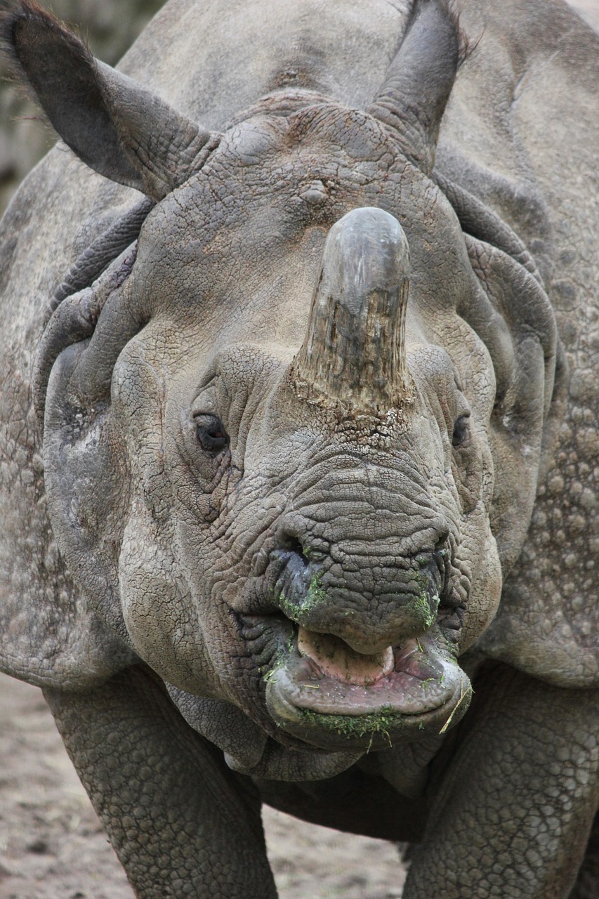 indian rhinoceros rhino zoo free photo