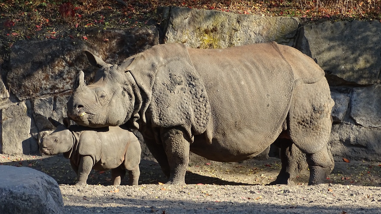 indian rhinoceros  animals  mammalia free photo