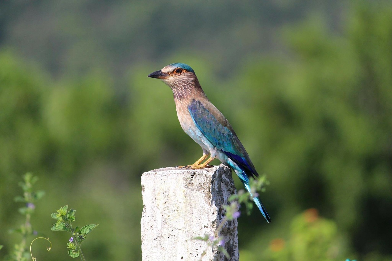 indian roller bird perched free photo