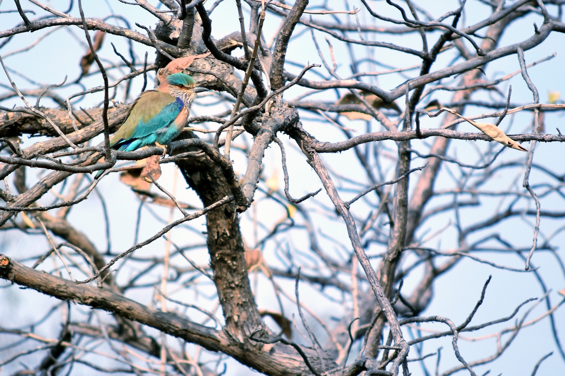 bird animal tree free photo