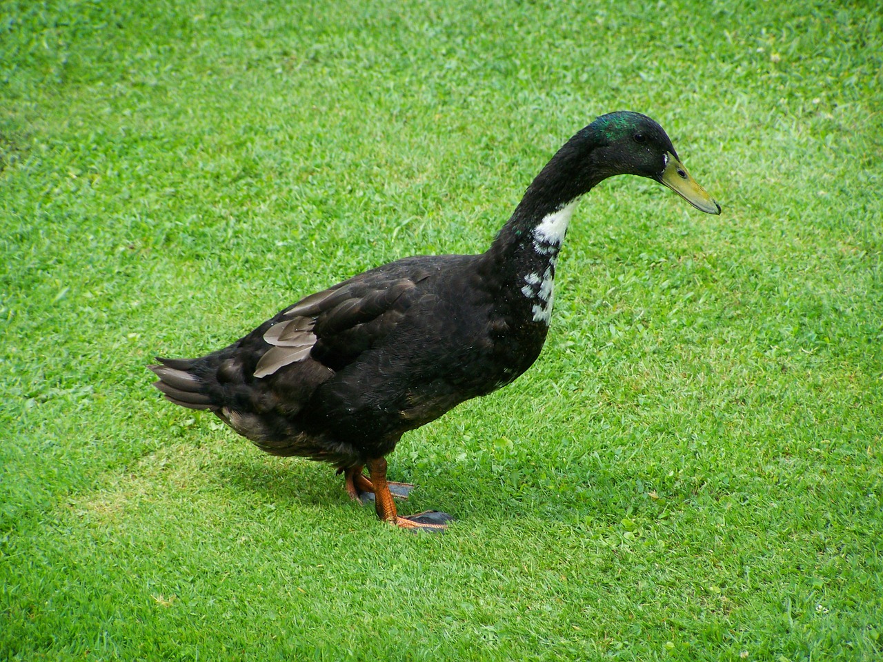 indian runner ducks black and white duck home fowl free photo