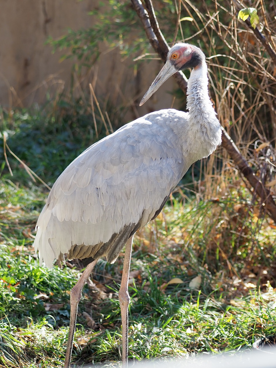 indian sarus crane  crane  zoo free photo