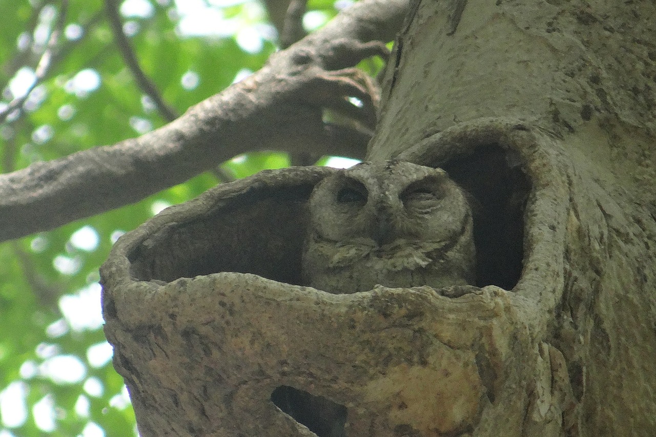 indian scops owl otus bakkamoena owl free photo