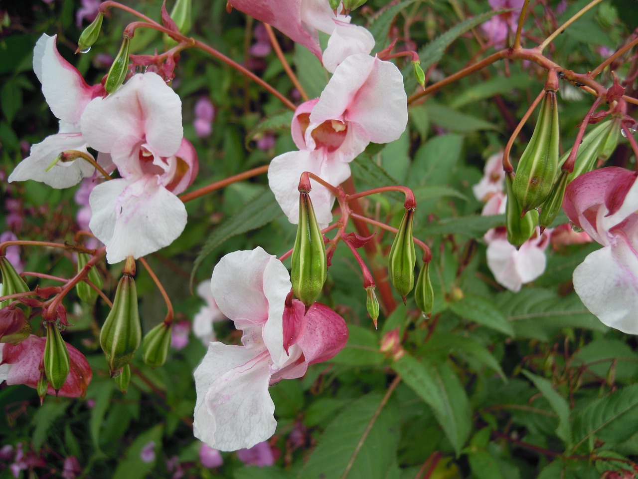 indian spingkraut flower nature free photo