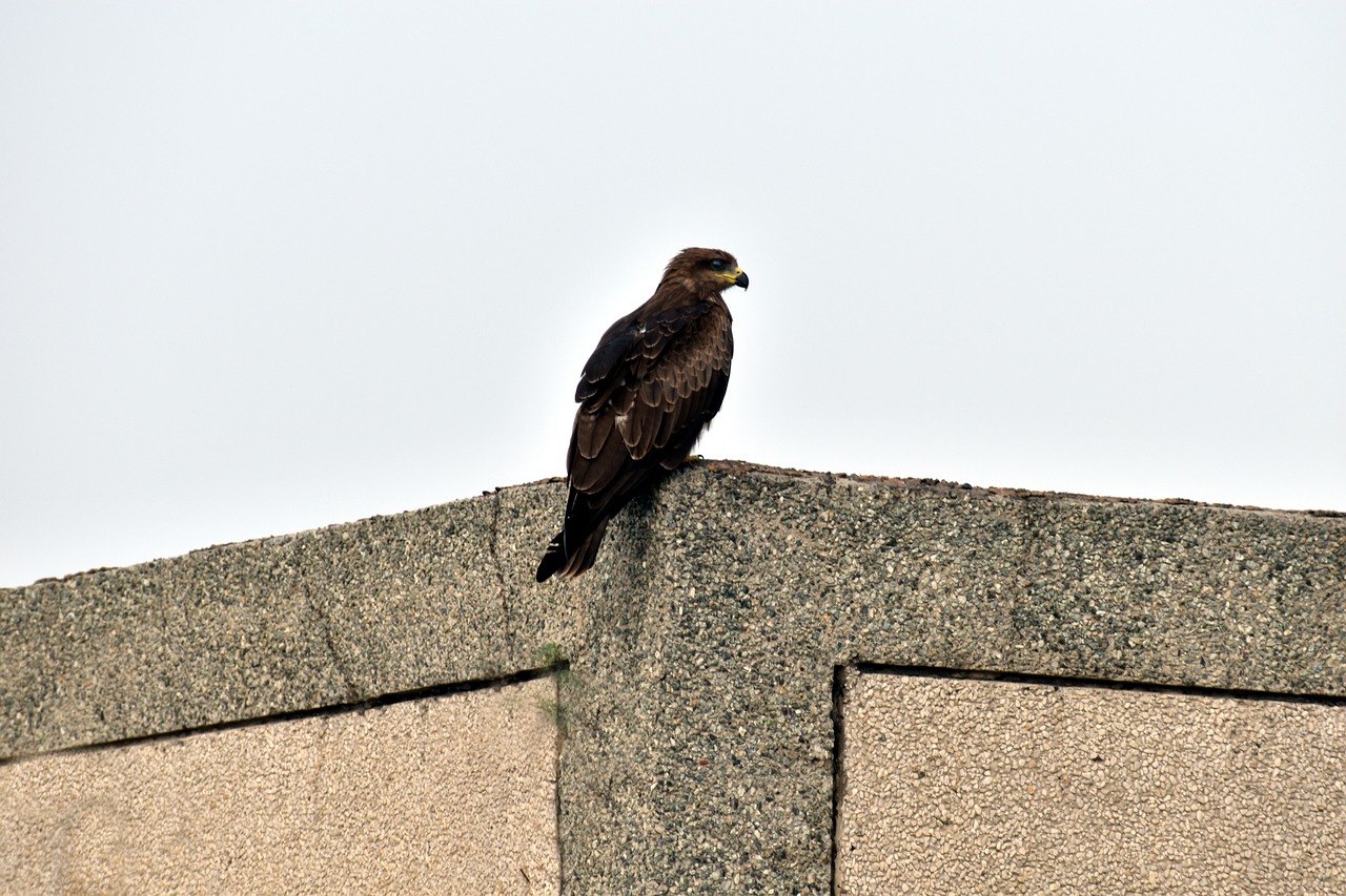 indian spotted eagle predator clanga hastata free photo