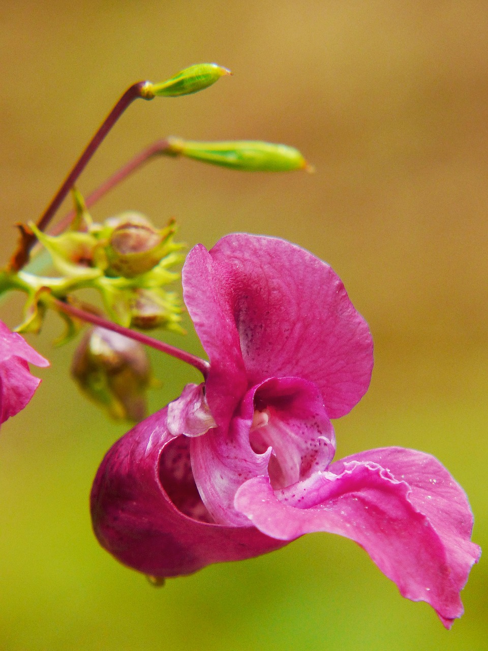 indian springkraut himalayan balsam annual free photo