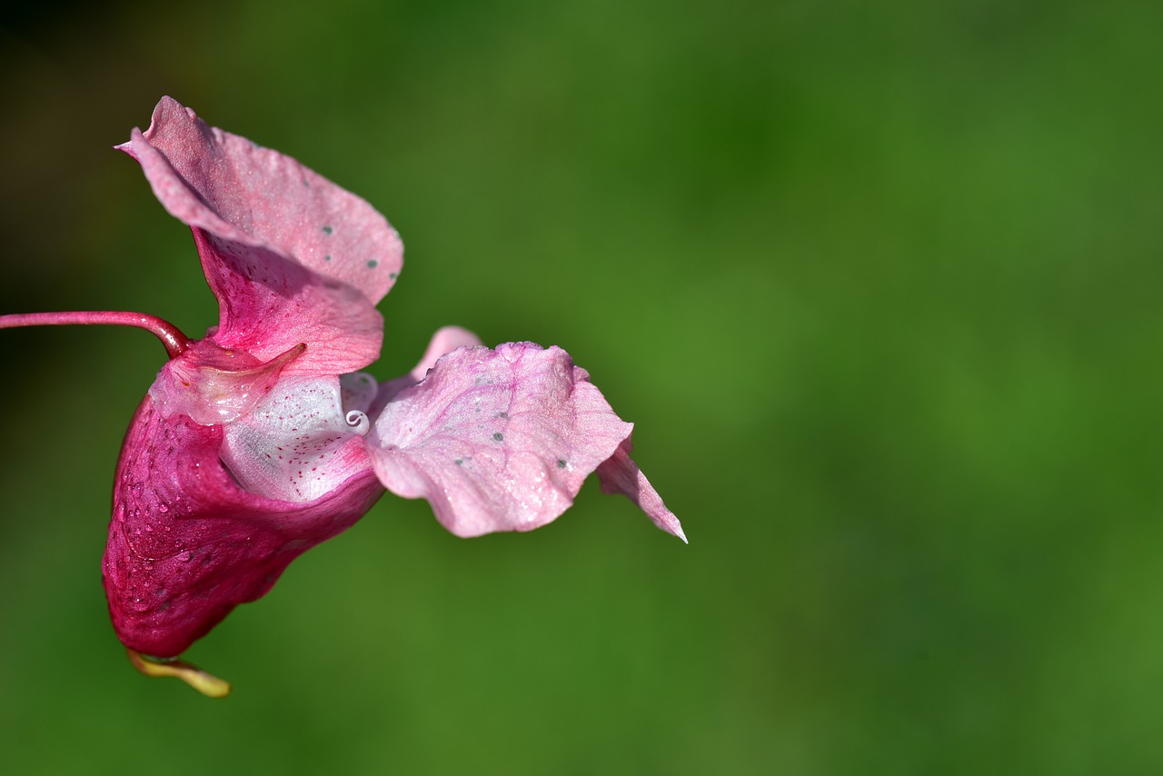 indian springkraut  blossom  bloom free photo