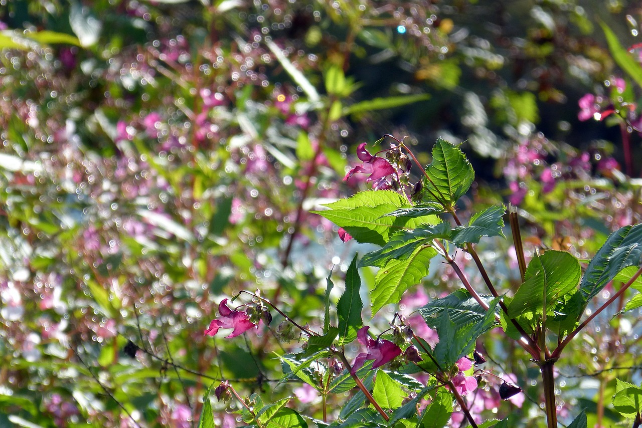 indian springkraut blossom bloom free photo