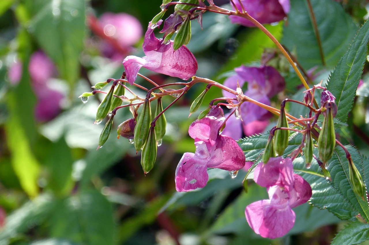 indian springkraut blossom bloom free photo