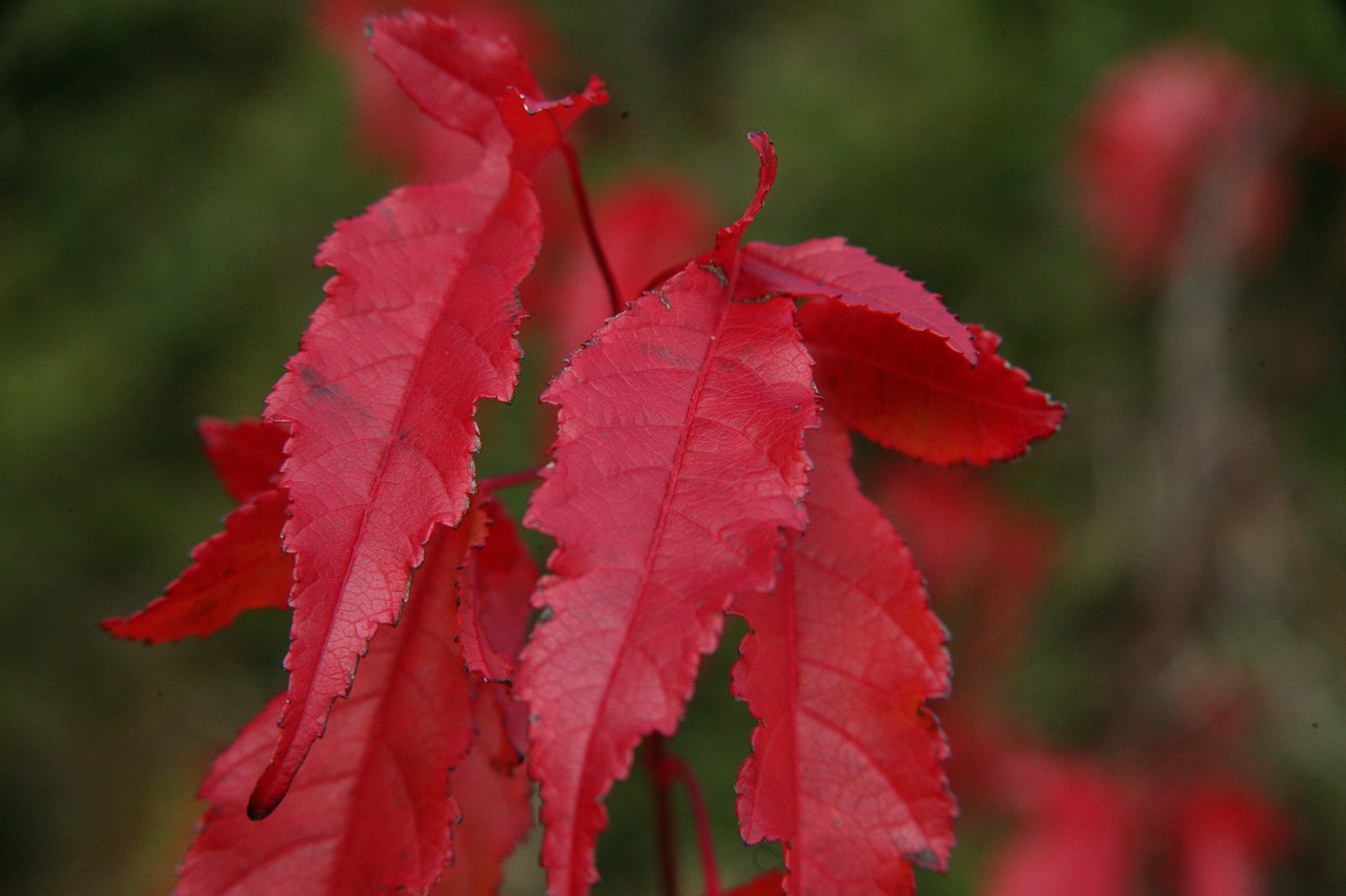 indian summer  bright red  red leaves free photo
