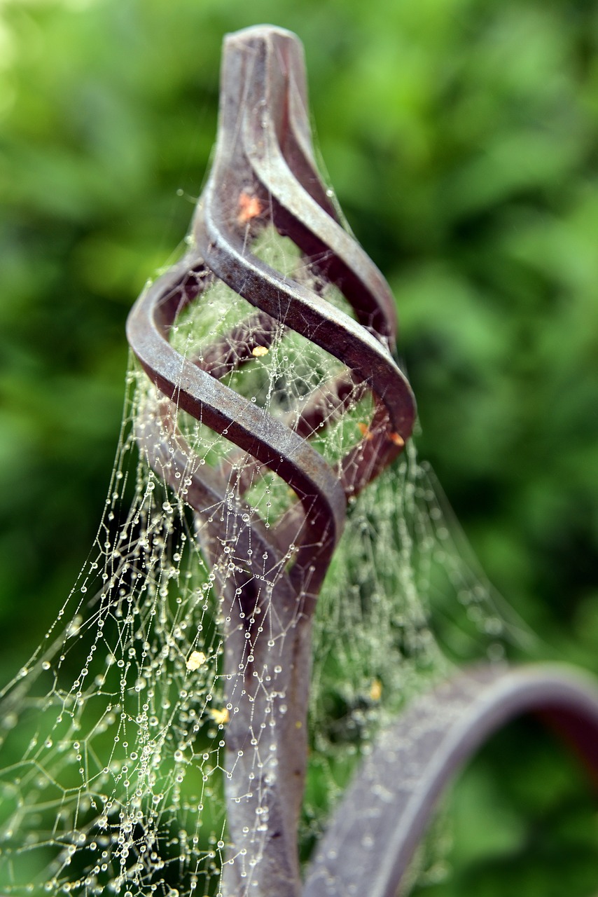 indian summer  spider webs  autumn free photo