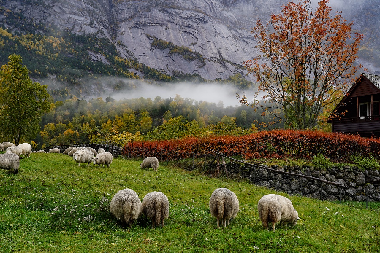 indian summer  norway  sheep free photo