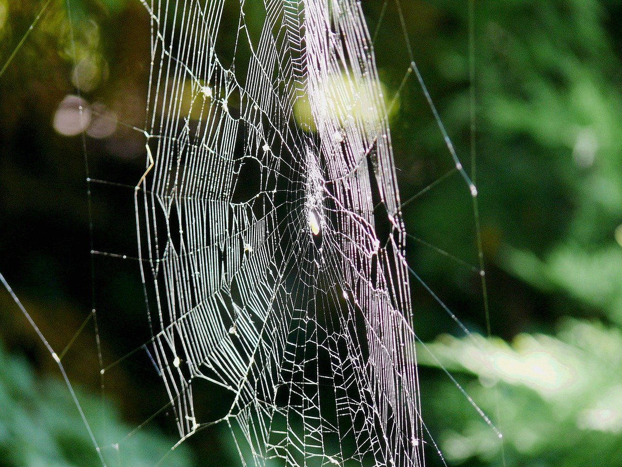 indian summer cobweb autumn free photo