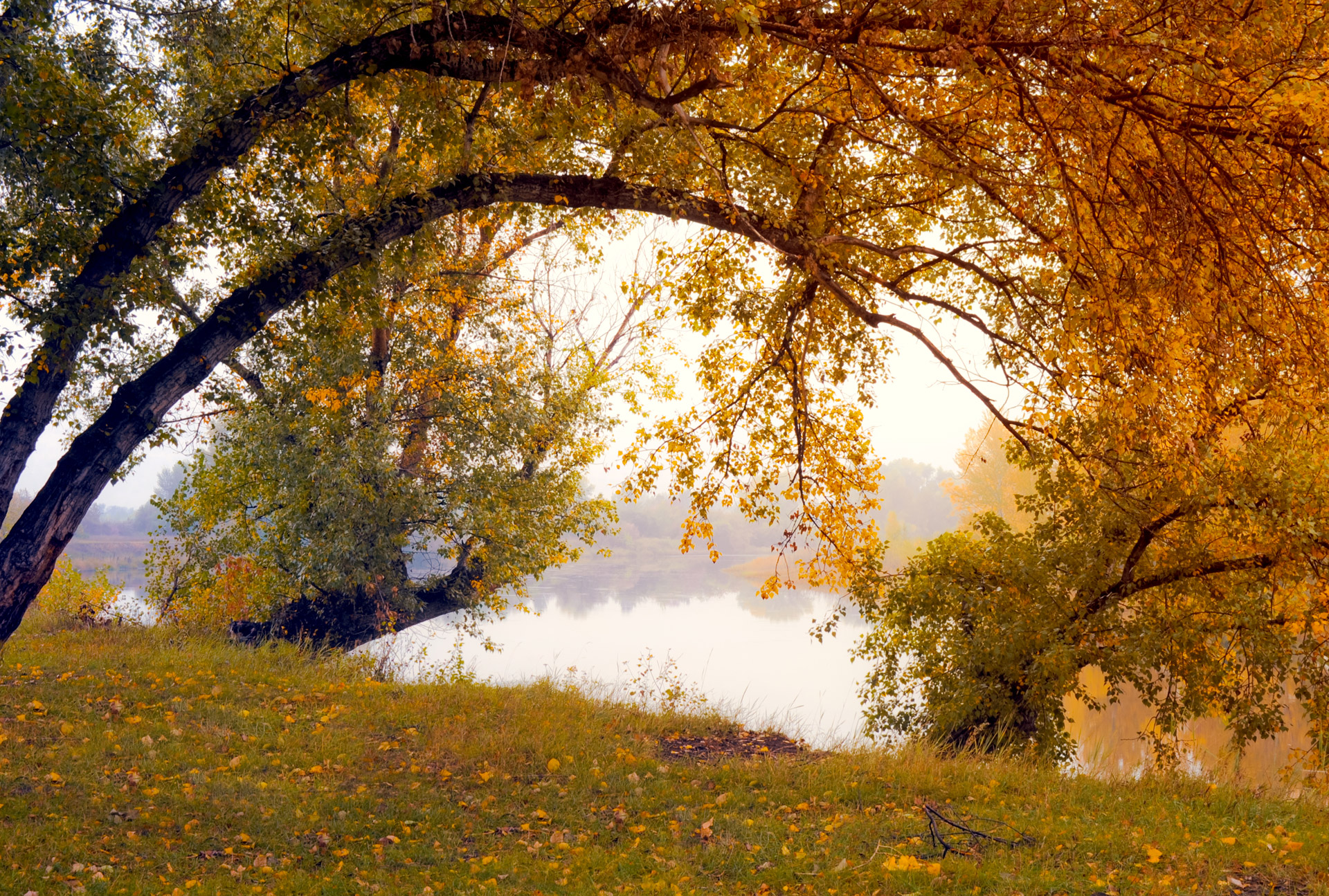 autumn trees gold free photo