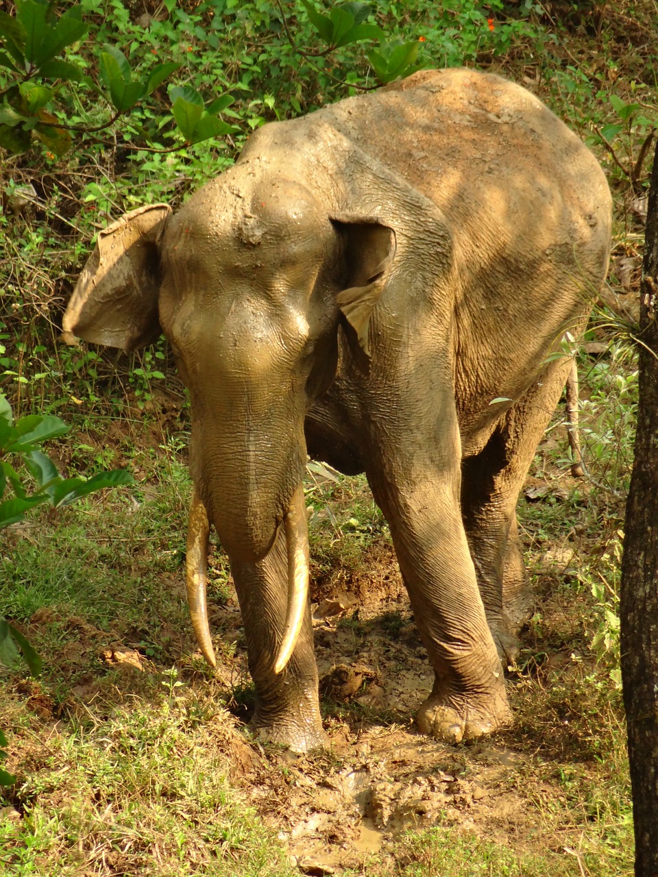 indian tusker elephant nature free photo