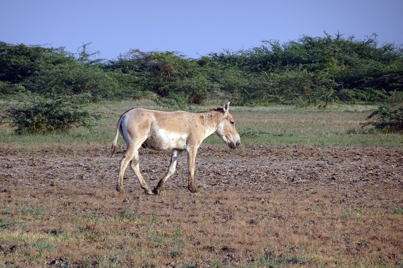 indian wild ass equus hemionus khur ghudkhur free photo