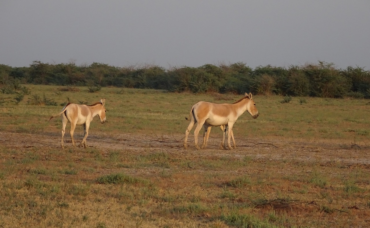 indian wild ass equus hemionus khur ghudkhur free photo