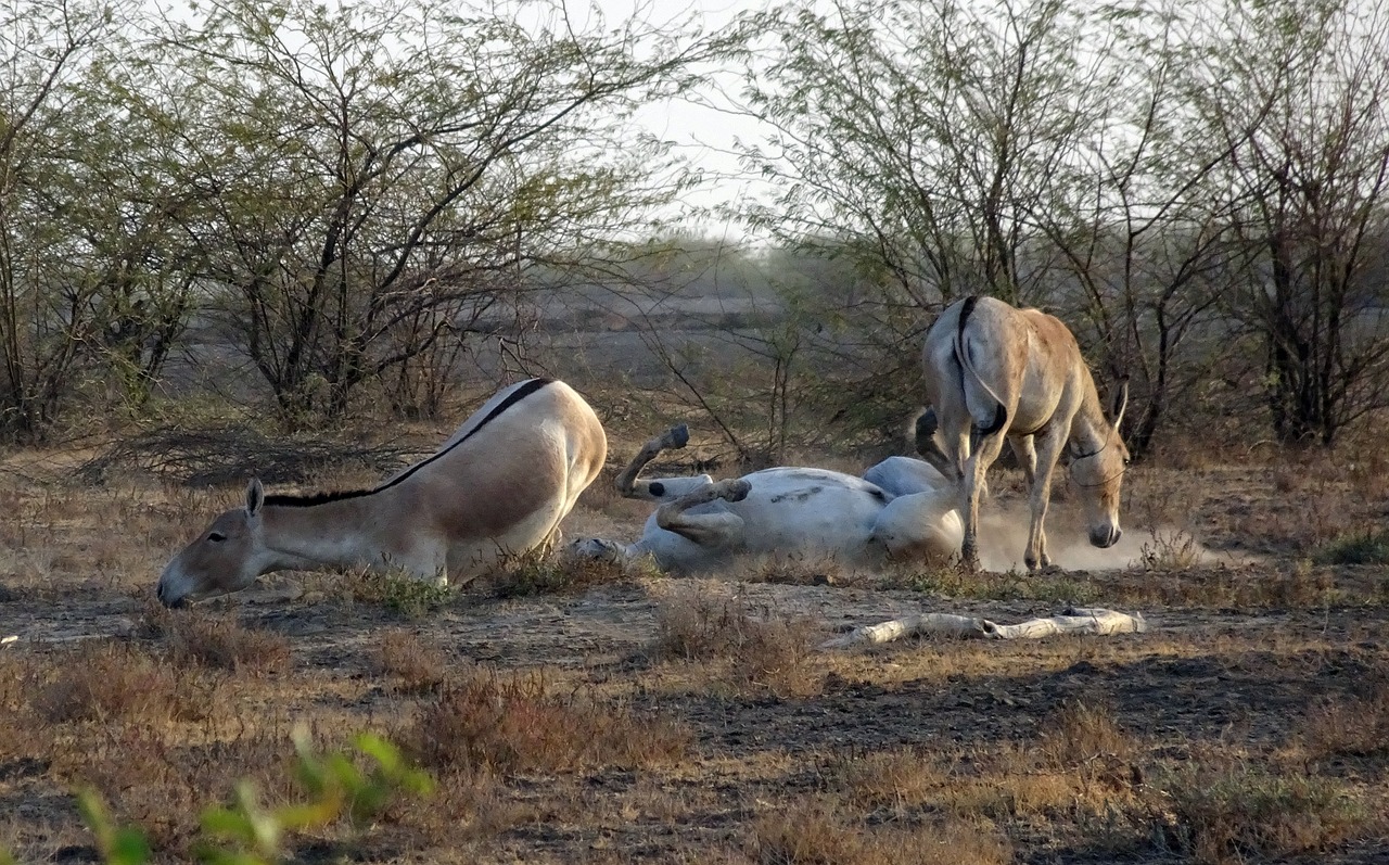 indian wild ass  equus hemionus khur  ghudkhur free photo