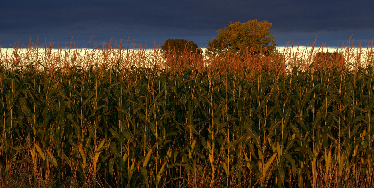 indiana corn agriculture free photo
