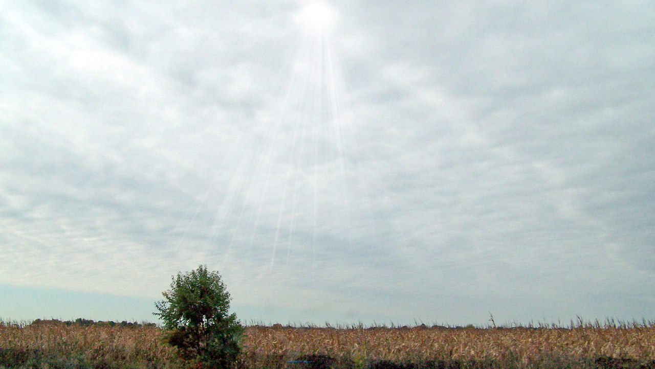 indiana corn field free photo