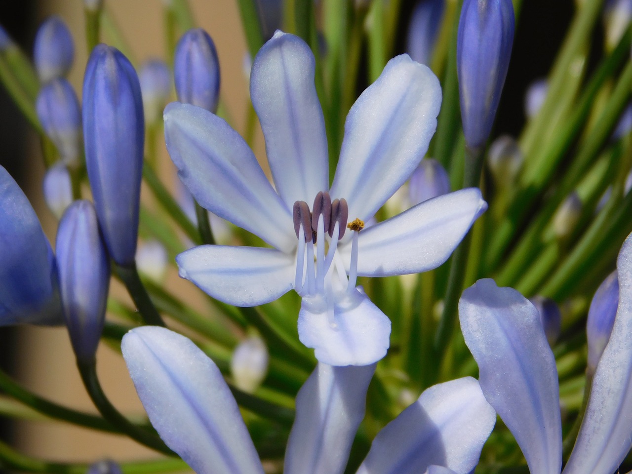 indigo flower blue free photo