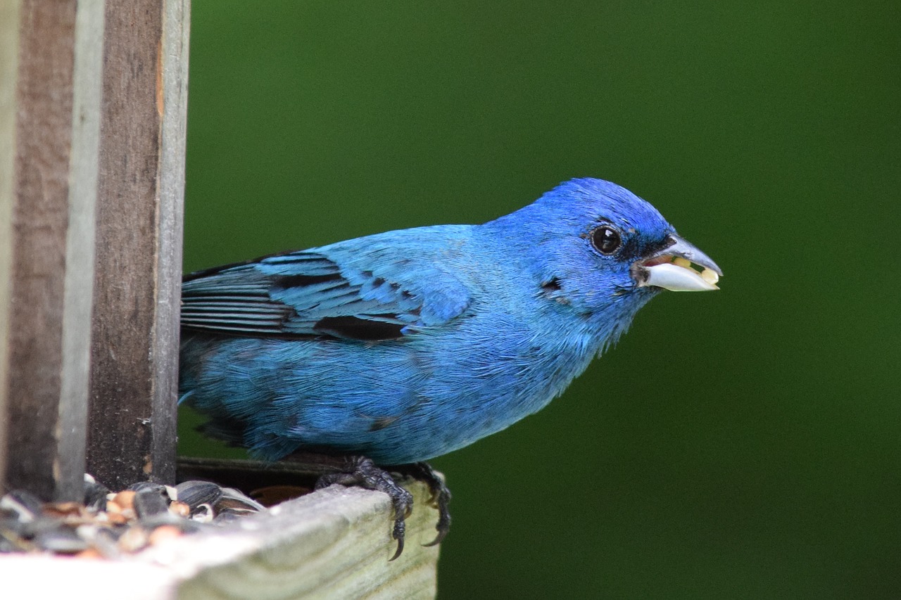 indigo  bunting  bird free photo